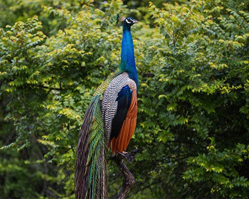 Peacock-Udawalawe National Park