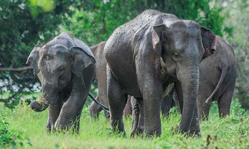 Family Tour- traveling srilanka