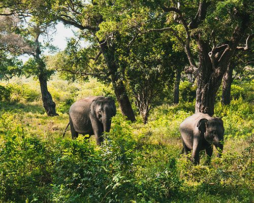  Two elephants grazing in Yala National Park, Sri Lanka, with lush greenery in the background.